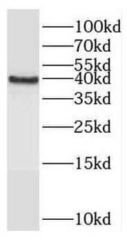 RASSF7 Rabbit Polyclonal Antibody