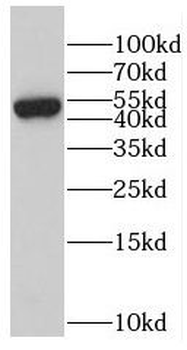 RBBP4 Antibody