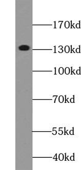 RBL2 Rabbit Polyclonal Antibody