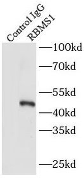 RBMS1 Antibody