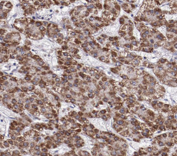 RBP5 Rabbit Polyclonal Antibody