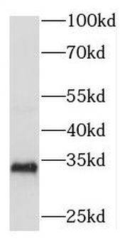 RDM1 Rabbit Polyclonal Antibody