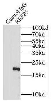 REEP5 Rabbit Polyclonal Antibody