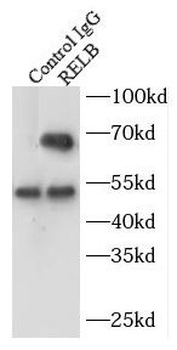 RELB Antibody