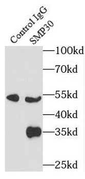 RGN Rabbit Polyclonal Antibody