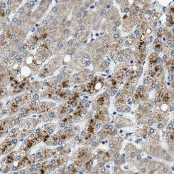 RGN Rabbit Polyclonal Antibody