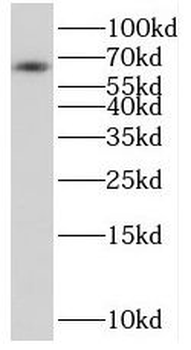 RGS14 Antibody