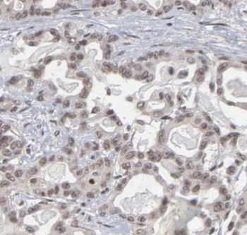 RGS2 Rabbit Polyclonal Antibody