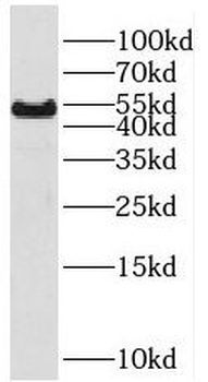 RHCG Rabbit Polyclonal Antibody