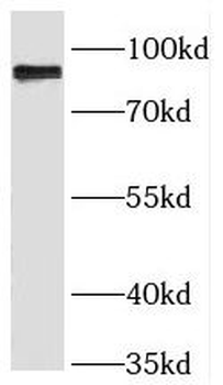 RINT1 Rabbit Polyclonal Antibody