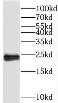 PEBP1 Antibody