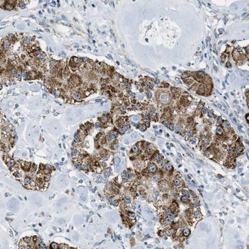 PEBP1 Antibody