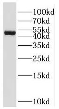 RNF135 Rabbit Polyclonal Antibody