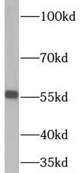 RNMT Antibody