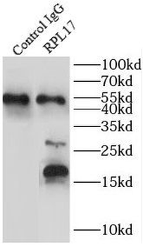 RPL17 Antibody