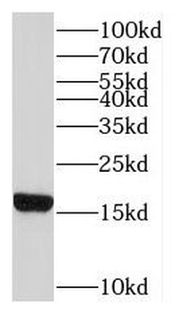 RPL22 Rabbit Polyclonal Antibody
