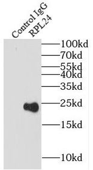 RPL24 Rabbit Polyclonal Antibody