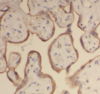 RPL24 Rabbit Polyclonal Antibody