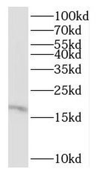 RPL27 Rabbit Polyclonal Antibody