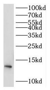 RPL30 Rabbit Polyclonal Antibody