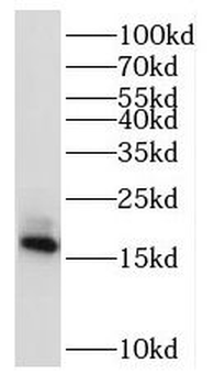 RPL32 Rabbit Polyclonal Antibody