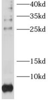 RPL38 Antibody