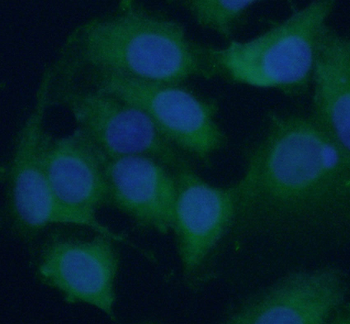 RPL38 Antibody