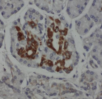 RPL38 Antibody