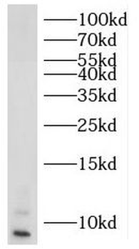 RPL39 Rabbit Polyclonal Antibody