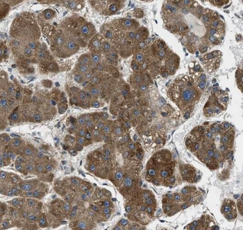 RPL39 Rabbit Polyclonal Antibody