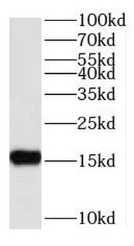 RPS25 Rabbit Polyclonal Antibody