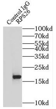 RPS26 Rabbit Polyclonal Antibody