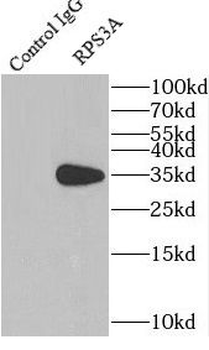 RPS3A Rabbit Polyclonal Antibody