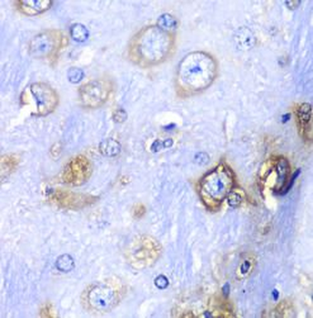 RPS3A Rabbit Polyclonal Antibody