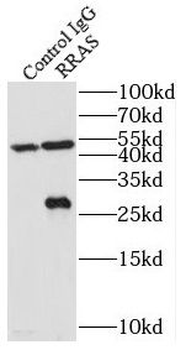 RRAS Rabbit Polyclonal Antibody