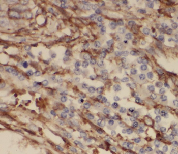 RRAS2 Rabbit Polyclonal Antibody