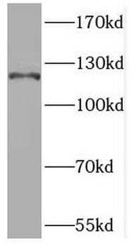 RUBCN Antibody