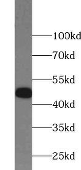 RUVBL1 Rabbit Polyclonal Antibody