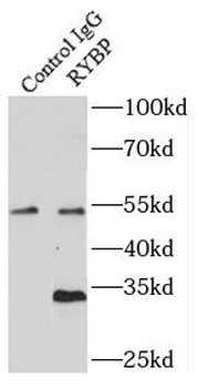 RYBP Antibody