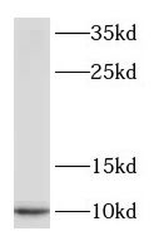 S100A1 Antibody