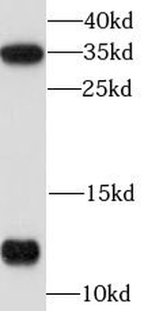 S100A10 Antibody