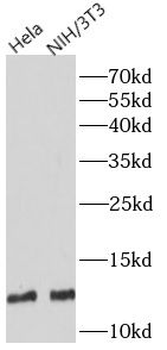 S100A4 Antibody