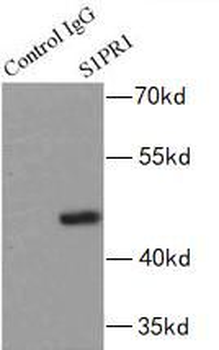 S1PR1 Antibody