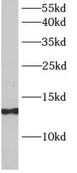 SAA4 Antibody
