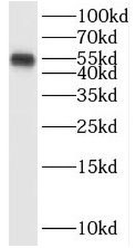 SAAL1 Rabbit Polyclonal Antibody