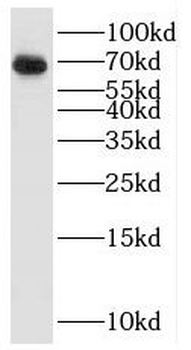 KHDRBS1 Antibody