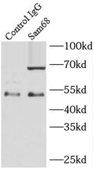 KHDRBS1 Antibody