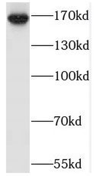 SAMD9L Rabbit Polyclonal Antibody