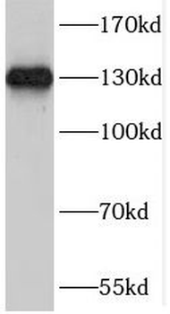 SAP130 Antibody