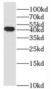 MAPK13 Rabbit Polyclonal Antibody